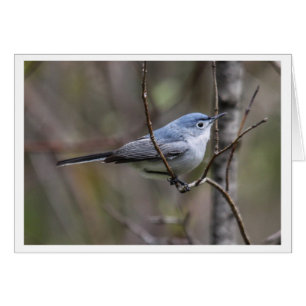 Blau-grauer Gnatcatcher
