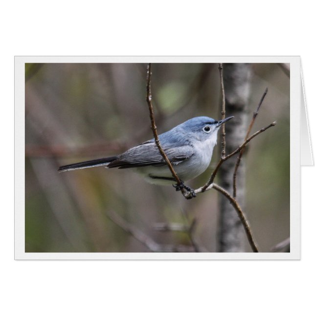 Blau-grauer Gnatcatcher (Vorderseite (Horizontal))