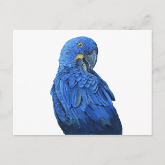 Blau-Hyacinth Macaw Postkarte