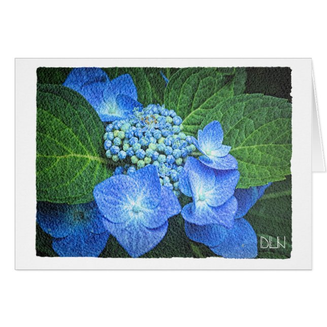 Blau-Hydrangea-Blume/Blütenfarben/Aquarellbild (Vorderseite (Horizontal))