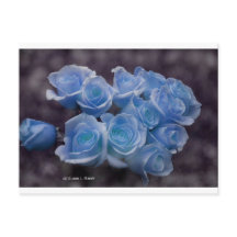 Blau leuchtende Rose vor dunklem Hintergrund