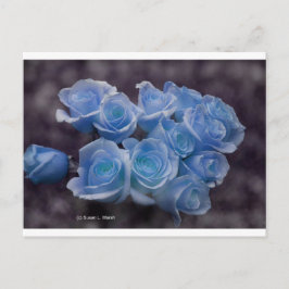 Blau leuchtende Rose vor dunklem Hintergrund Postkarte