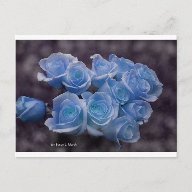 Blau leuchtende Rose vor dunklem Hintergrund Postkarte (Vorderseite)