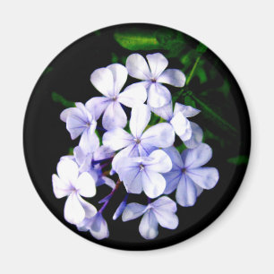 Blau Magnet