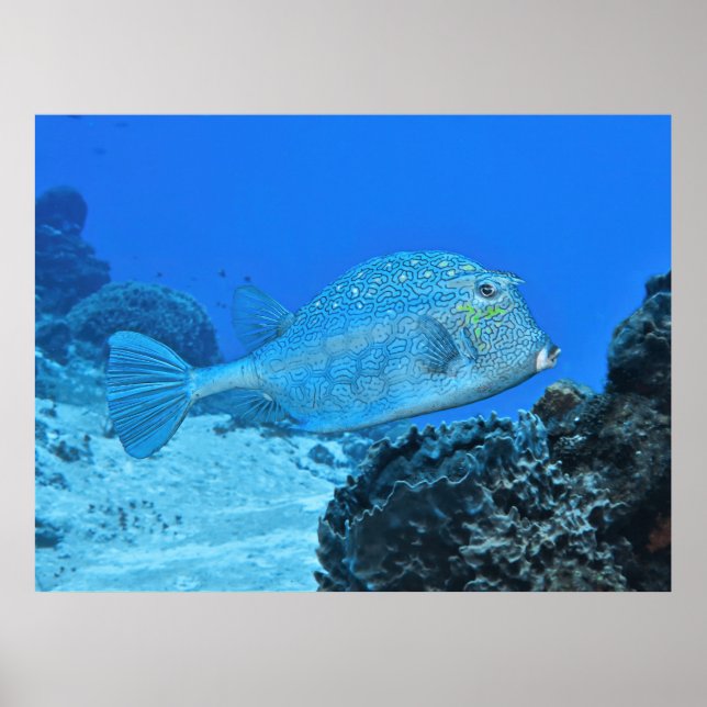 Blau Poster (Vorne)