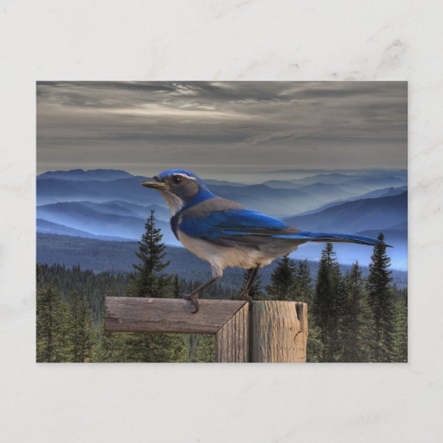 BLAU POSTKARTE (Vorderseite)