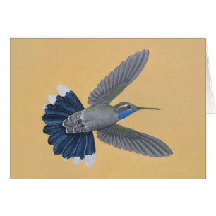 Blau-throated Kolibri