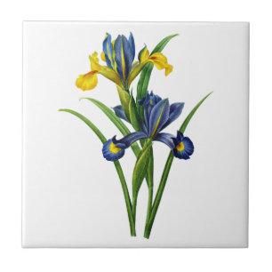 Blau und Gelb Iris von Redoute Fliese