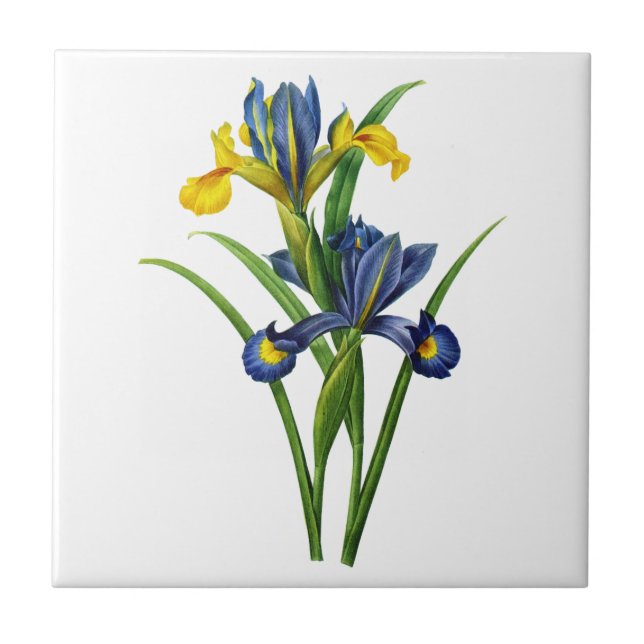 Blau und Gelb Iris von Redoute Fliese (Vorderseite)