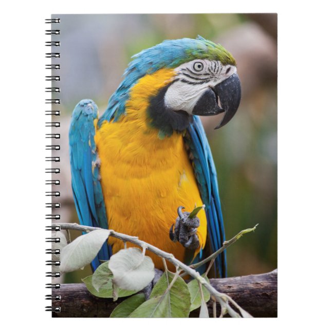 Blau- und Gelb-Macaw-Notebook Notizblock (Vorderseite)