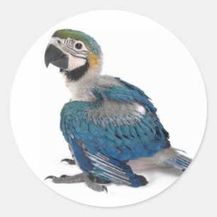 Blau und Gelb Runder Aufkleber