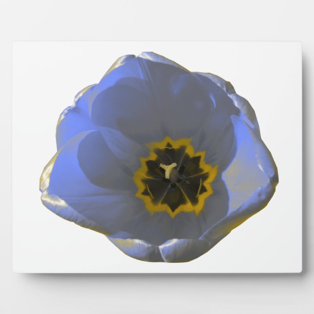 Blau und Gelb Tulip Plaque Fotoplatte (Vorderseite)