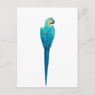 Blau und Gelb von Junglewalk.com Postkarte