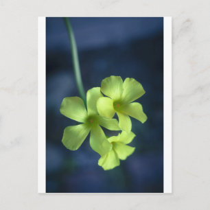 Blau- und Gelbblumen Postkarte
