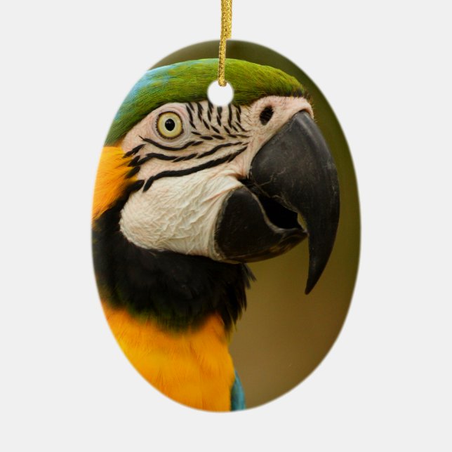Blau und Goldmacaw Keramikornament (Vorne)