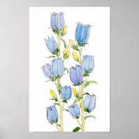 Blau und lila Canterbury Glocken Aquarell