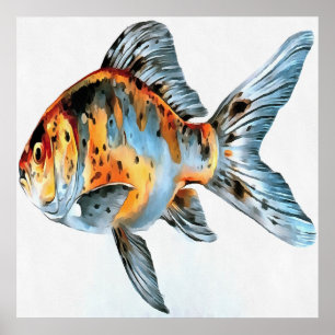 Blau und Orange Shubunkin Goldfish Poster