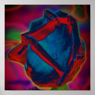 Blau und Rot Rosenknospe Raindrop Abstrakt Poster
