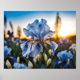 Blau und Weiß Iris während der goldenen Stunde Poster