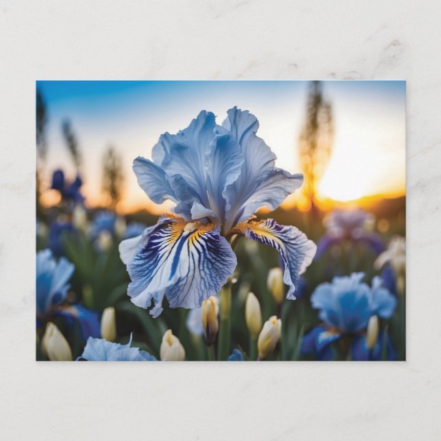 Blau und Weiß Iris während der goldenen Stunde Postkarte (Vorderseite)