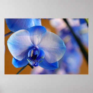 Blau und Weiß Orchid Poster