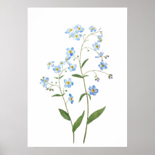 blau vergessen mich nicht Blume 2021 Aquarell Poster