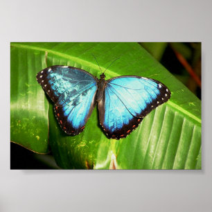 Blau verwandelt Schmetterling Poster
