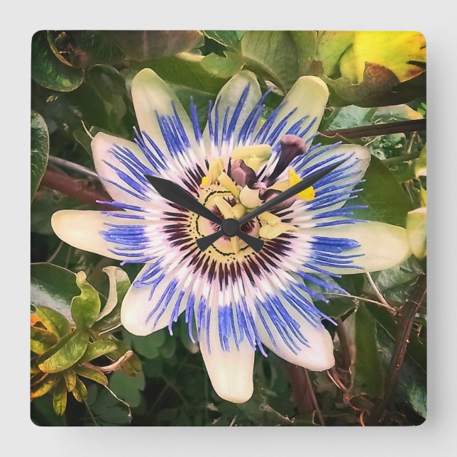Blau-weiße Blume Quadratische Wanduhr (Vorderseite)