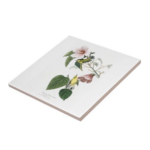 Blau-winged gelber Trällerer Audubon Vögel Ameri Fliese