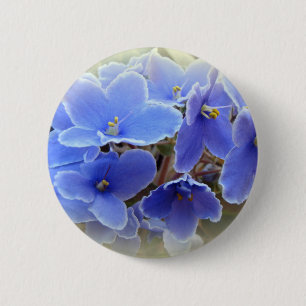 Blauafrikanische Violetten Button