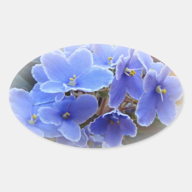 Blauafrikanische Violetten Ovaler Aufkleber (Vorderseite)