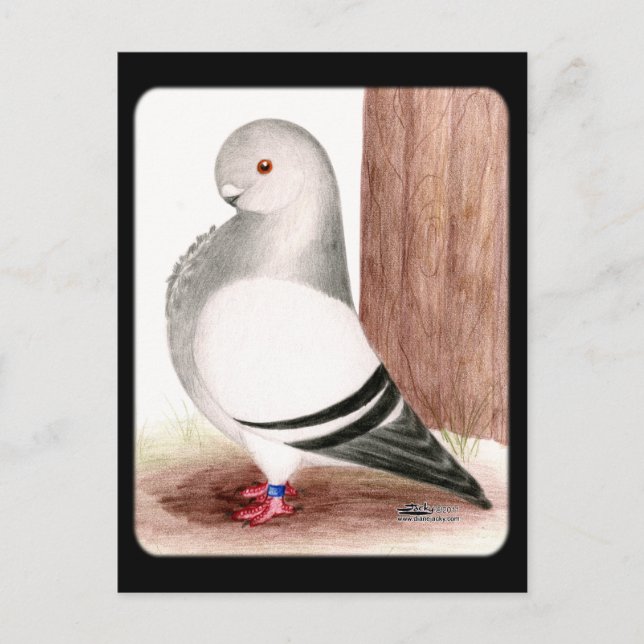 Blauafrikanischer Eukalyptus Postkarte (Vorderseite)