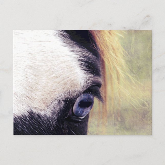 Blauauge Postkarte (Vorderseite)