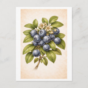Blaubeer-Botanische-Illustration im Vintage-Stil Postkarte