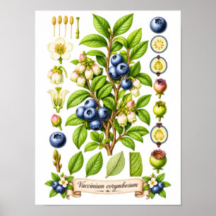 Blaubeer-Illustration im Vintage-Botanik-Stil Poster