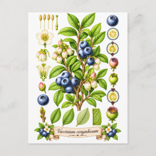 Blaubeer-Illustration im vintage botanischen Stil Postkarte