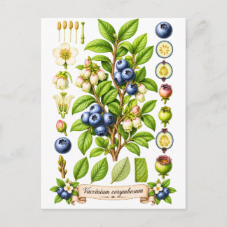 Blaubeer-Illustration im vintage botanischen Stil Postkarte