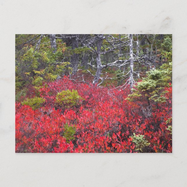 Blaubeerbüsche und -kiefern postkarte (Vorderseite)