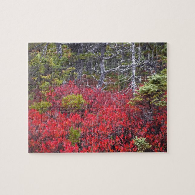 Blaubeerbüsche und -kiefern puzzle (Horizontal)