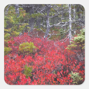 Blaubeerbüsche und -kiefern quadratischer aufkleber