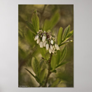 Blaubeere 585 poster