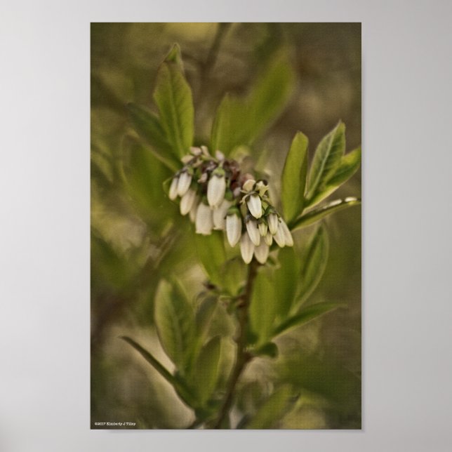Blaubeere 585 poster (Vorne)