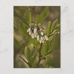 Blaubeere 585 postkarte