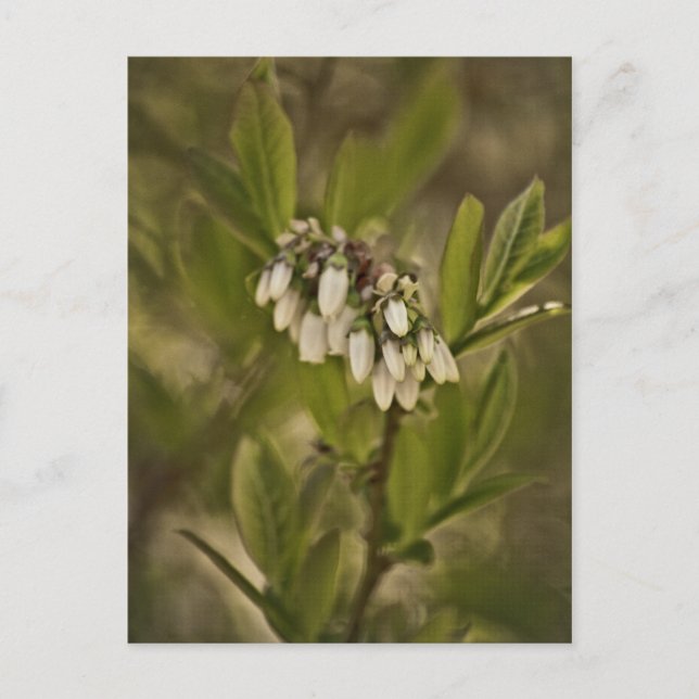 Blaubeere 585 postkarte (Vorderseite)