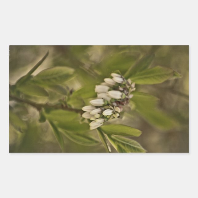 Blaubeere 585 rechteckiger aufkleber (Vorderseite)