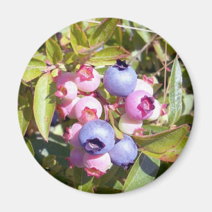 Blaubeeren 1 Magnet