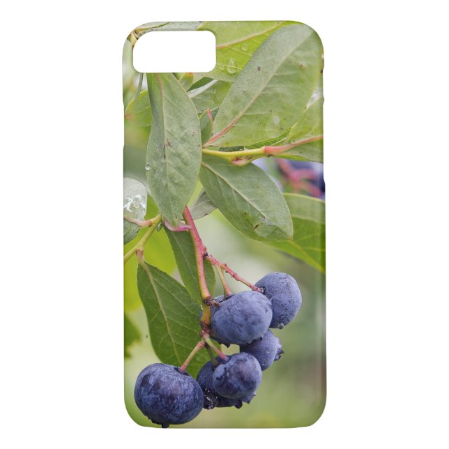 Blaubeeren auf Busch Case-Mate iPhone Hülle (Rückseite)