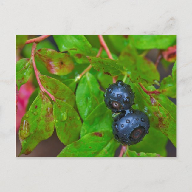Blaubeeren bei leichtem Regen reifen Postkarte (Vorderseite)