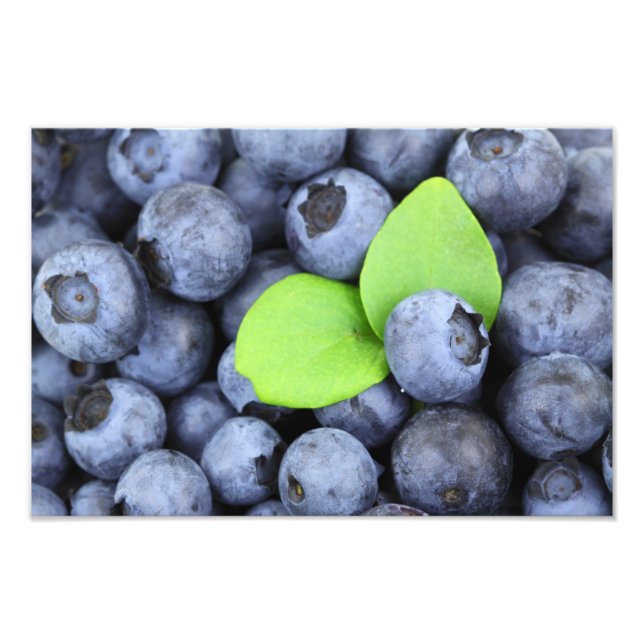 Blaubeeren Fotodruck (Vorne)