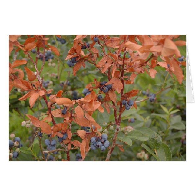 Blaubeeren im Sommer (Vorderseite (Horizontal))